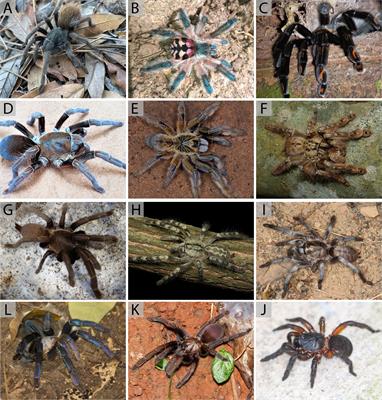 What does the history of Theraphosidae systematics tell us about the future of tarantula taxonomy?